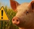 Sonhar com cabeça de porco: fartura, teimosia e alerta