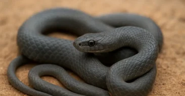 Sonhar com cobra cinzenta: neutralidade e prudência