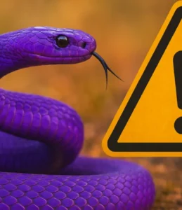 Sonhar com cobra roxa: transformações e alertas internos
