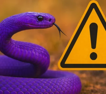 Sonhar com cobra roxa: transformações e alertas internos