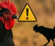 Sonhar com galo preto: liderança, alerta e disputa