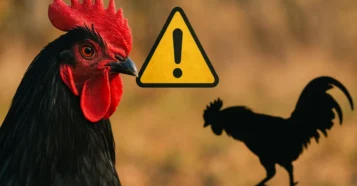 Sonhar com galo preto: liderança, alerta e disputa