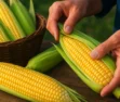 Sonhar com milho verde descascado: colheita e preparo