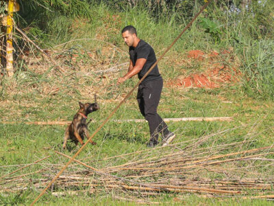 Brasília: cães policiais com superolfato