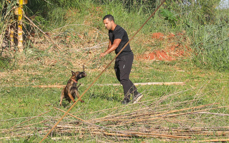 Brasília: cães policiais com superolfato