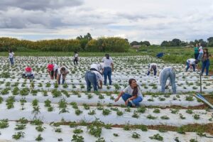 100 mulheres certificadas em programa rural no DF