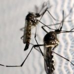Butantan obtém aval para produzir vacina contra chikungunya