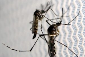 Butantan obtém aval para produzir vacina contra chikungunya
