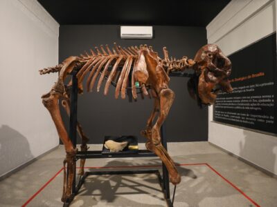 Museu do Zoo de Brasília reabre com esqueleto de girafa e acessibilidade