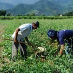 Senado aprova renegociação de dívidas rurais com fundo do pré-sal