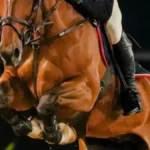 Candangão 2026: Hipismo do DF se prepara para maior evento do ano