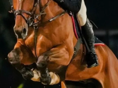 Candangão 2026: Hipismo do DF se prepara para maior evento do ano